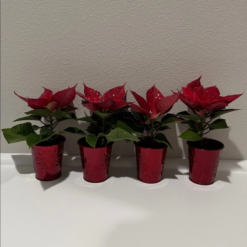 6 Mini Holiday Plant Pot